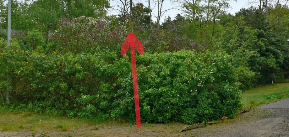 Baugrundstück in Lynow zugewachsenes Grundstück mit Fliederbüschen und Bäumen